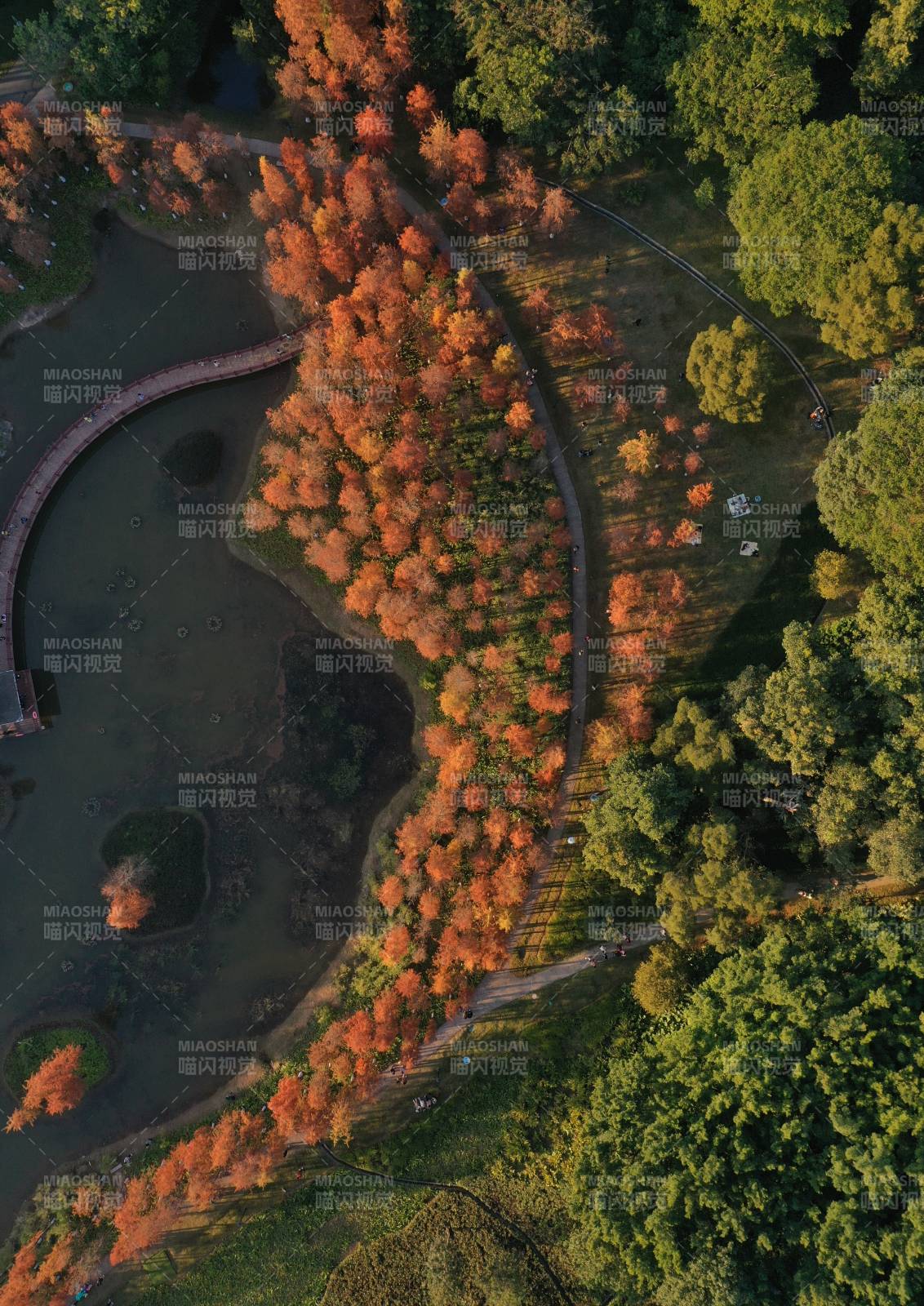 深圳龙岗红花岭公园，秋日湖畔落羽杉林风光图片