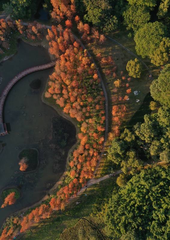 深圳龙岗红花岭公园，秋日湖畔落羽杉林风光图片