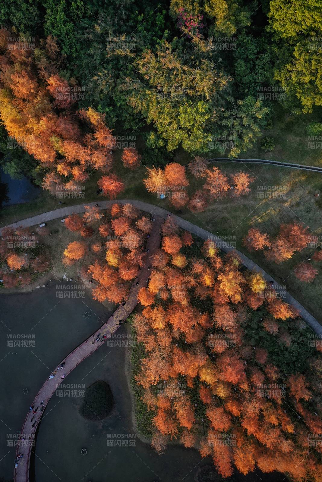 深圳龙岗红花岭公园，秋日湖畔落羽杉林风光图片