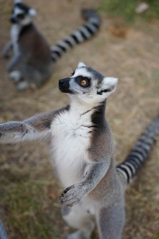 环尾狐猴萌态十足图片