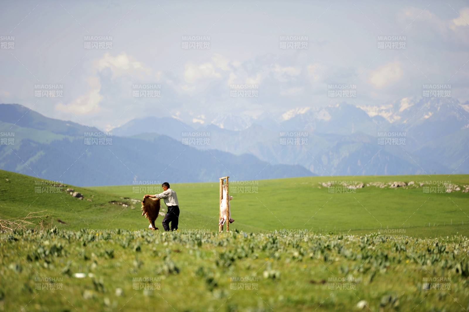 新疆草原牧牛图图片
