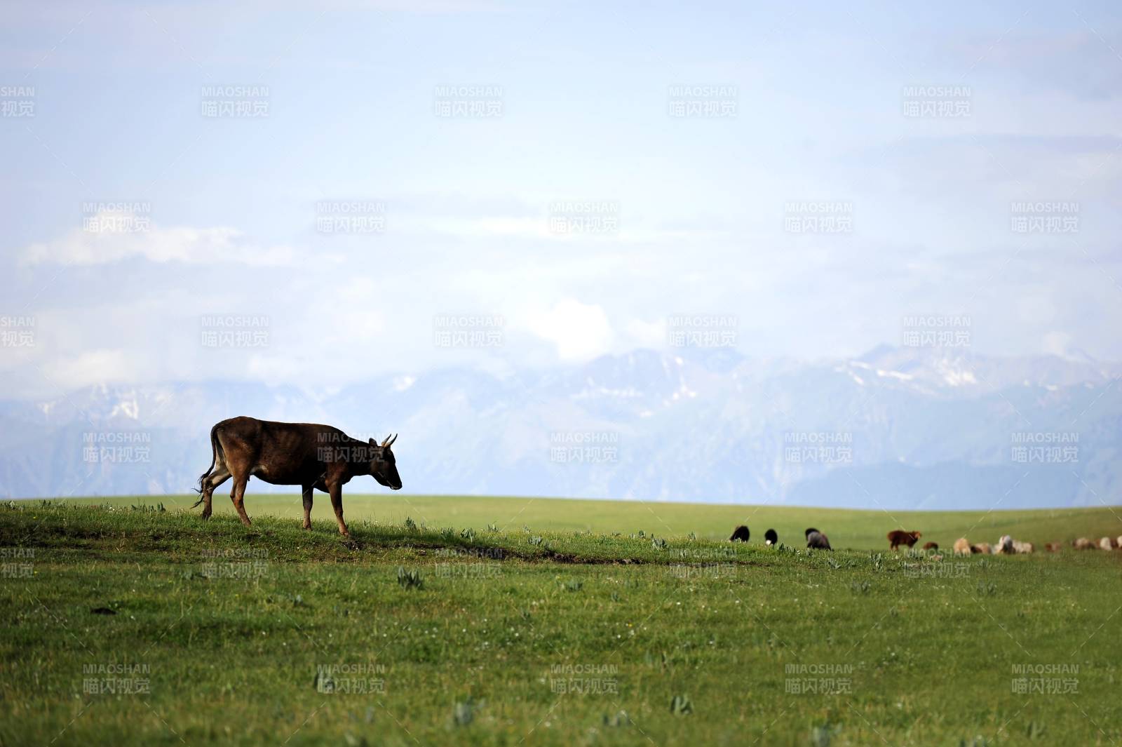 新疆 草原上的牛群图片