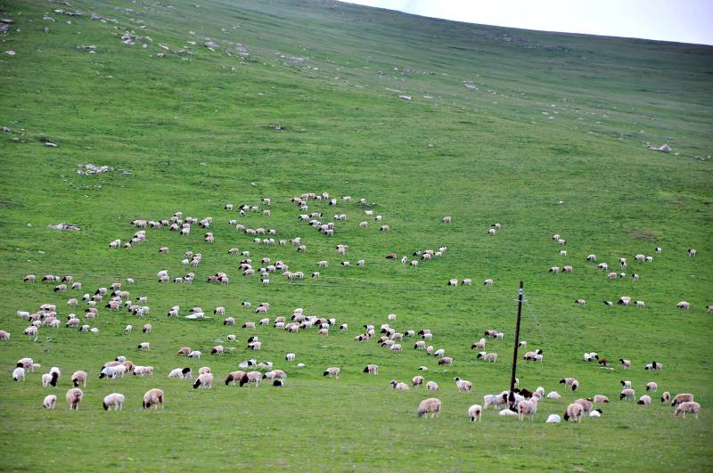 新疆绿野羊群悠然觅食图片