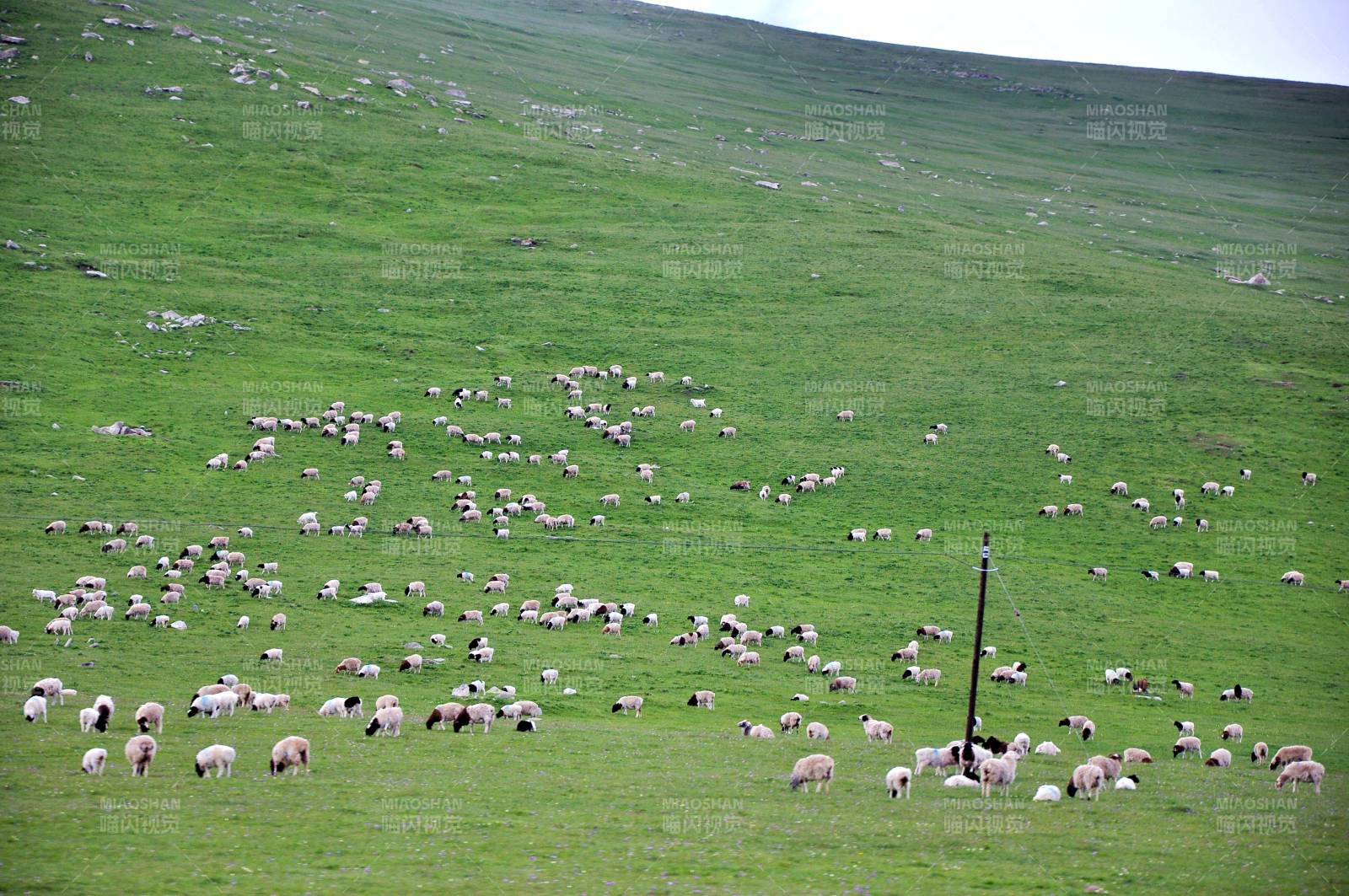 新疆绿野羊群悠然觅食图片