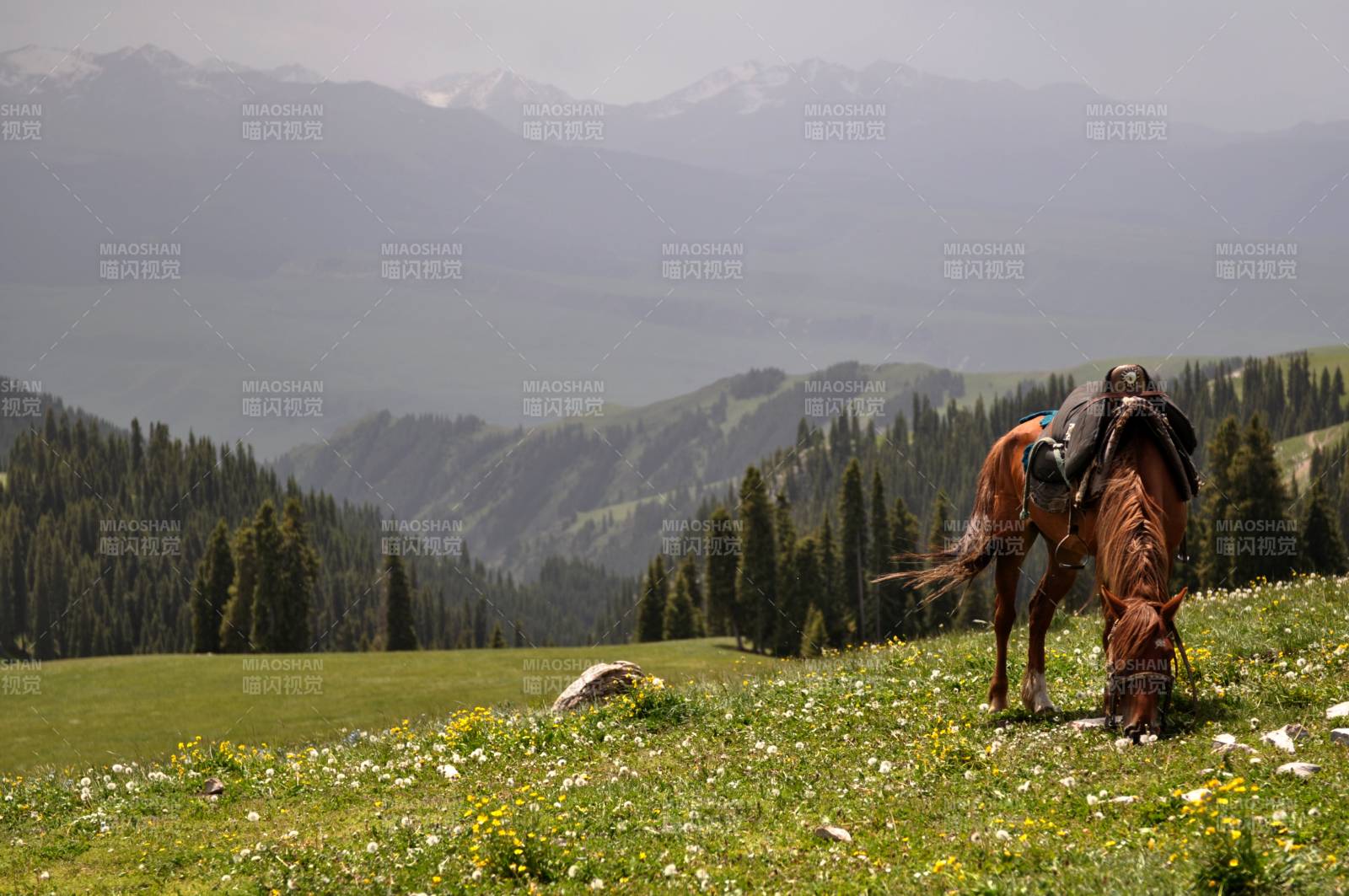新疆高山草甸上的马图片