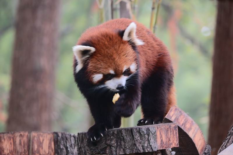 小熊猫啃食竹子图片