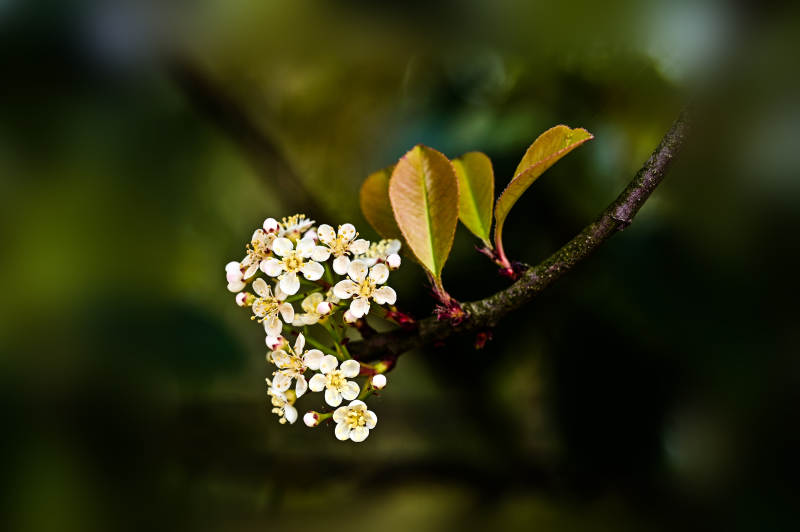 阳光下枝头上盛开的白色花朵图片