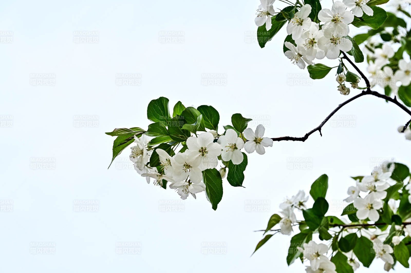 枝头绽放的白色海棠花特写图片