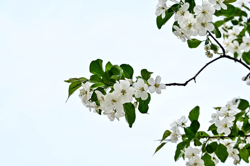 枝头绽放的白色海棠花特写图片