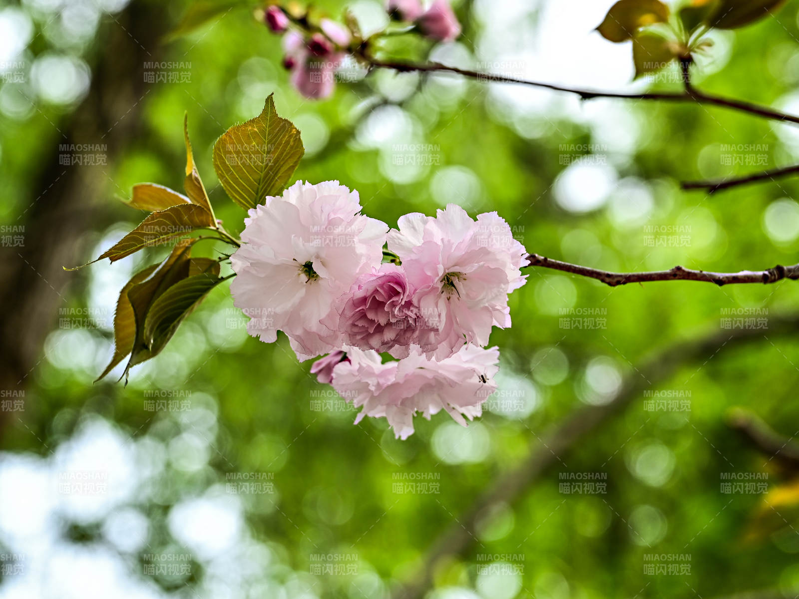 盛开的重瓣樱花特写图片