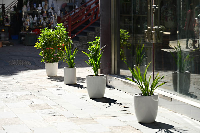 阳光下石板路与白色花盆绿植盆栽图片