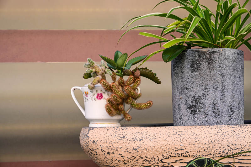 装饰花盆中的多肉植物盆栽组合特写图片