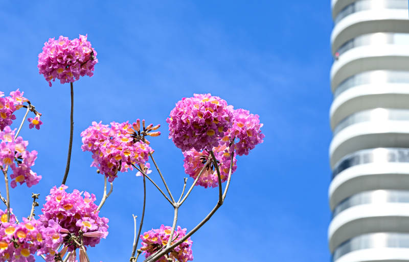 蓝天下盛开的粉色异木棉特写图片