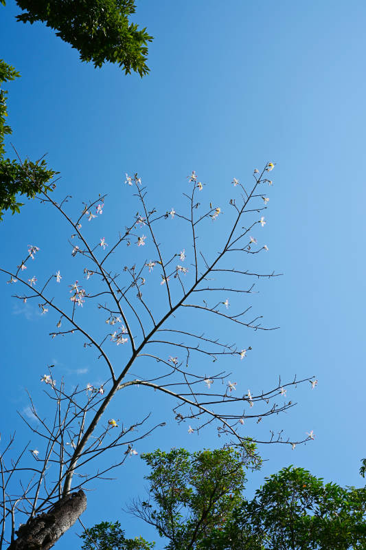 蓝天映衬下仰视视角的花枝景观图片