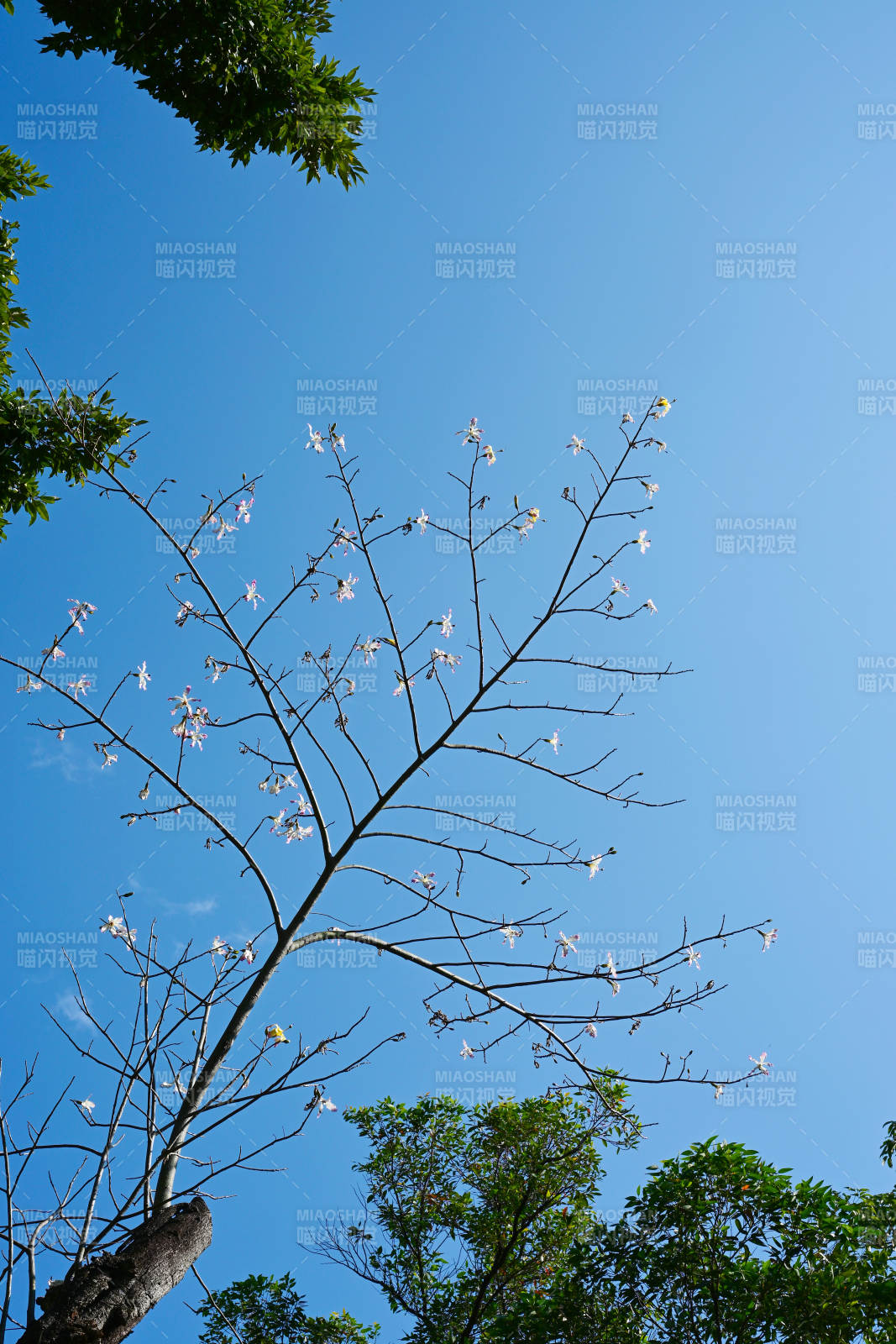 蓝天映衬下仰视视角的花枝景观图片