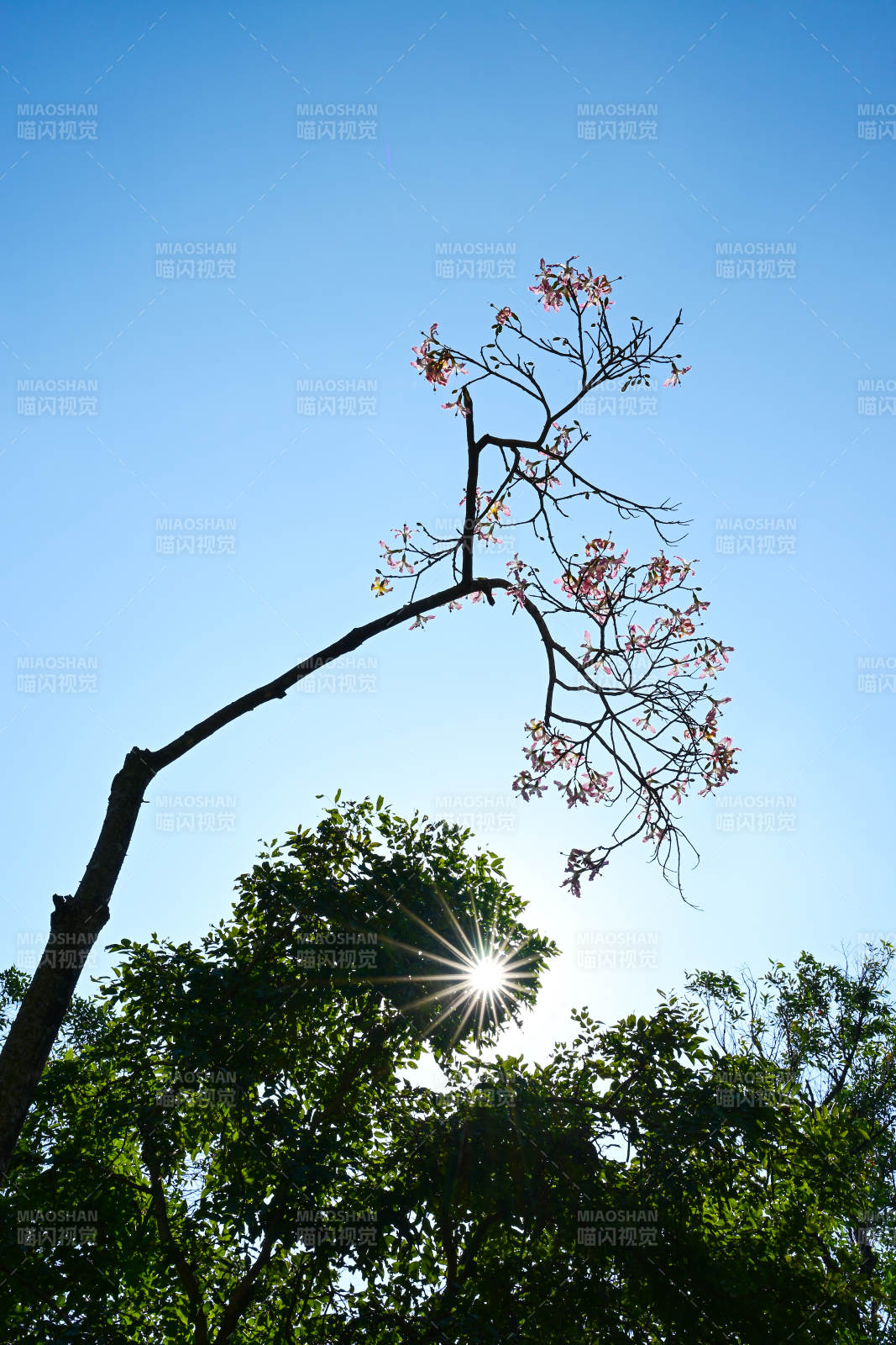 阳光下仰视视角的繁华花枝景观图片