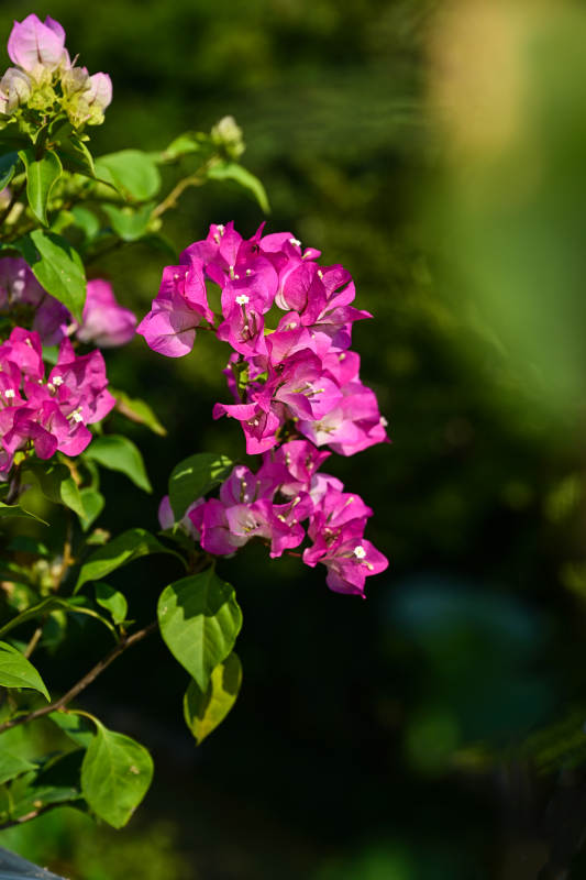 阳光下绽放的粉紫色三角梅特写图片