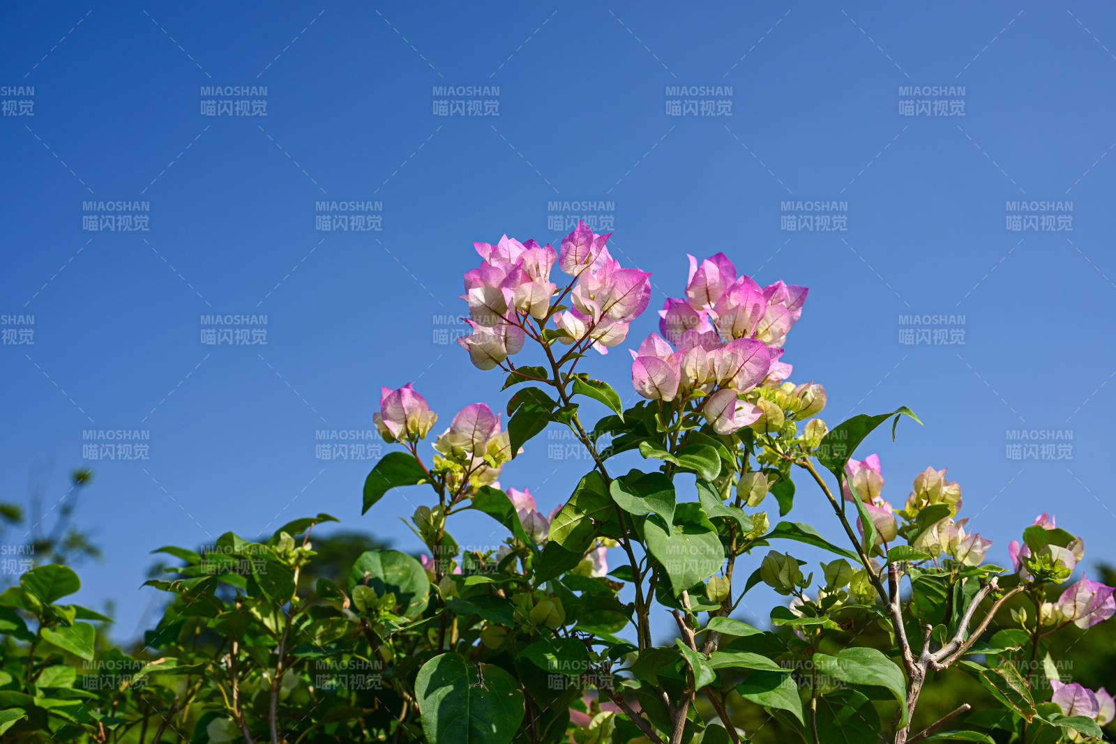 蓝天背景下绽放的粉紫色三角梅图片