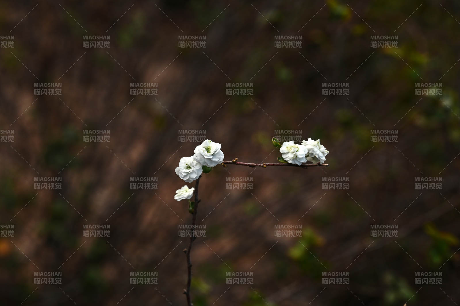 枝头绽放的白花特写图片