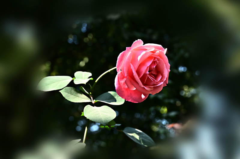 光影下粉红玫瑰绽放图片