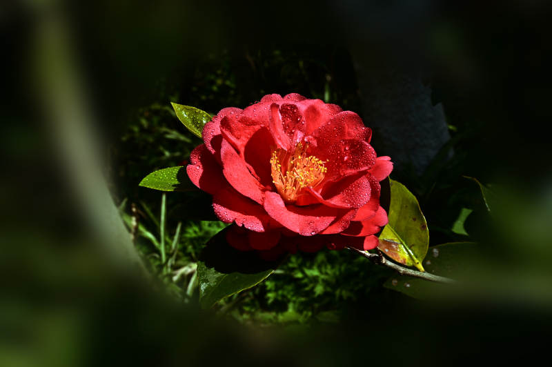 雨后盛开的山茶花特写图片