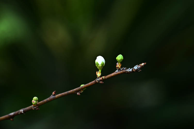 枝头初绽的白色花朵李花特写图片