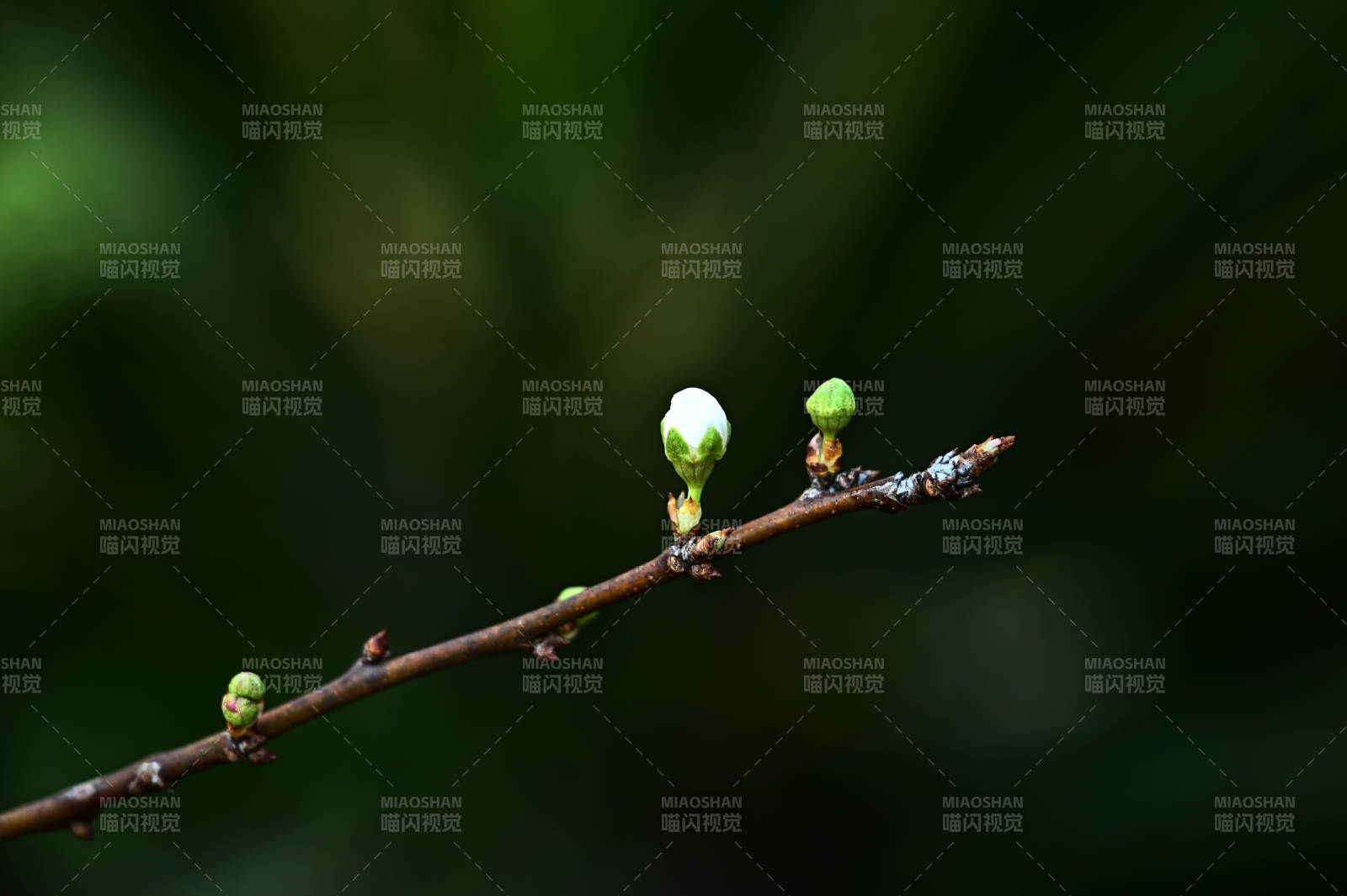 枝头初绽的白色花朵李花特写图片