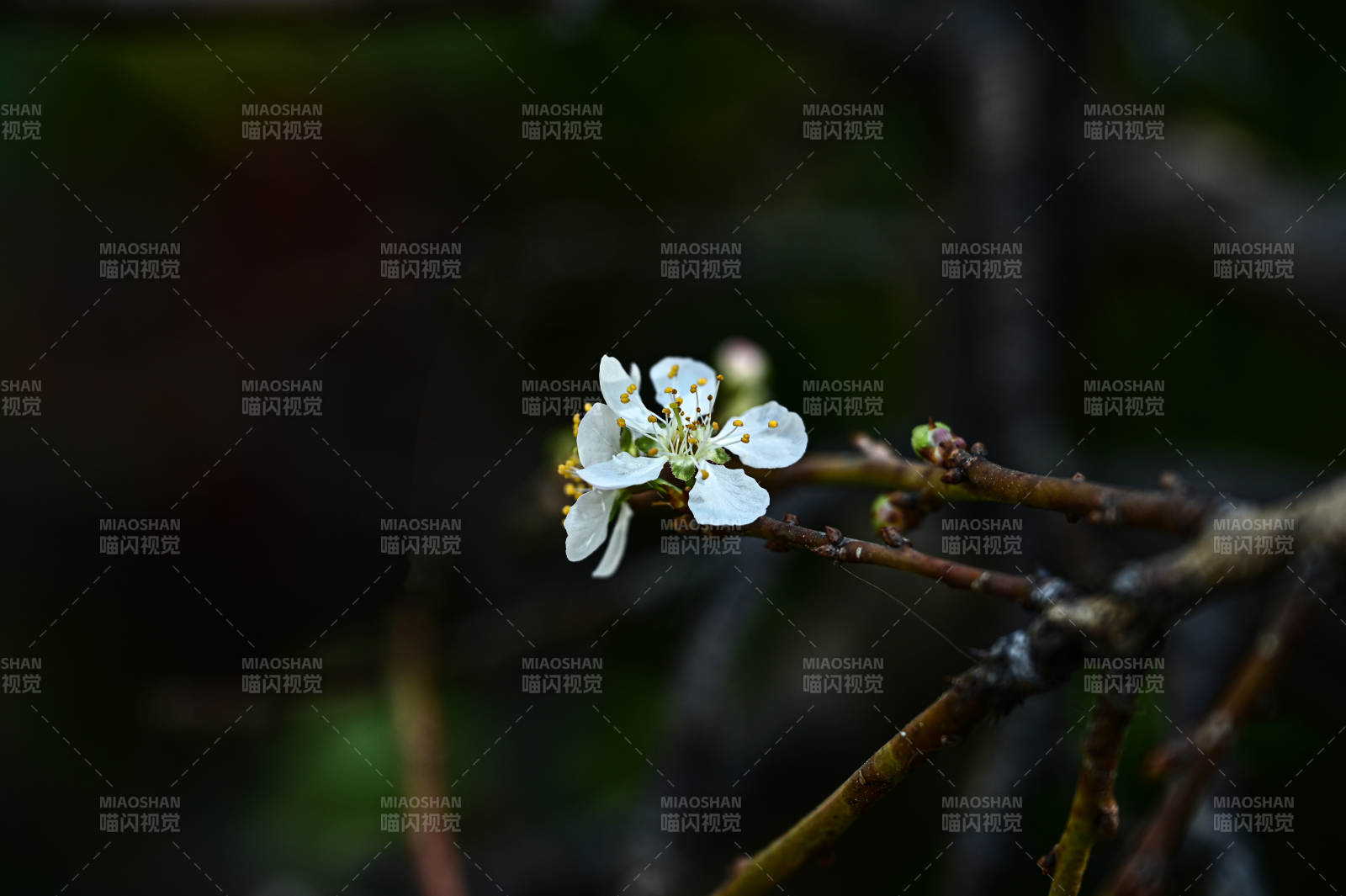 枝头初绽的白色花朵李花特写图片