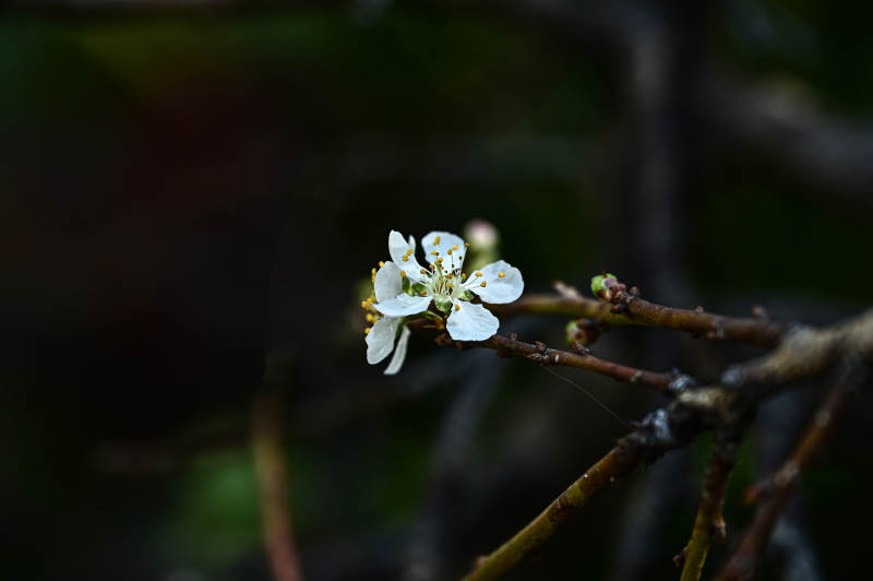 枝头初绽的白色花朵李花特写图片