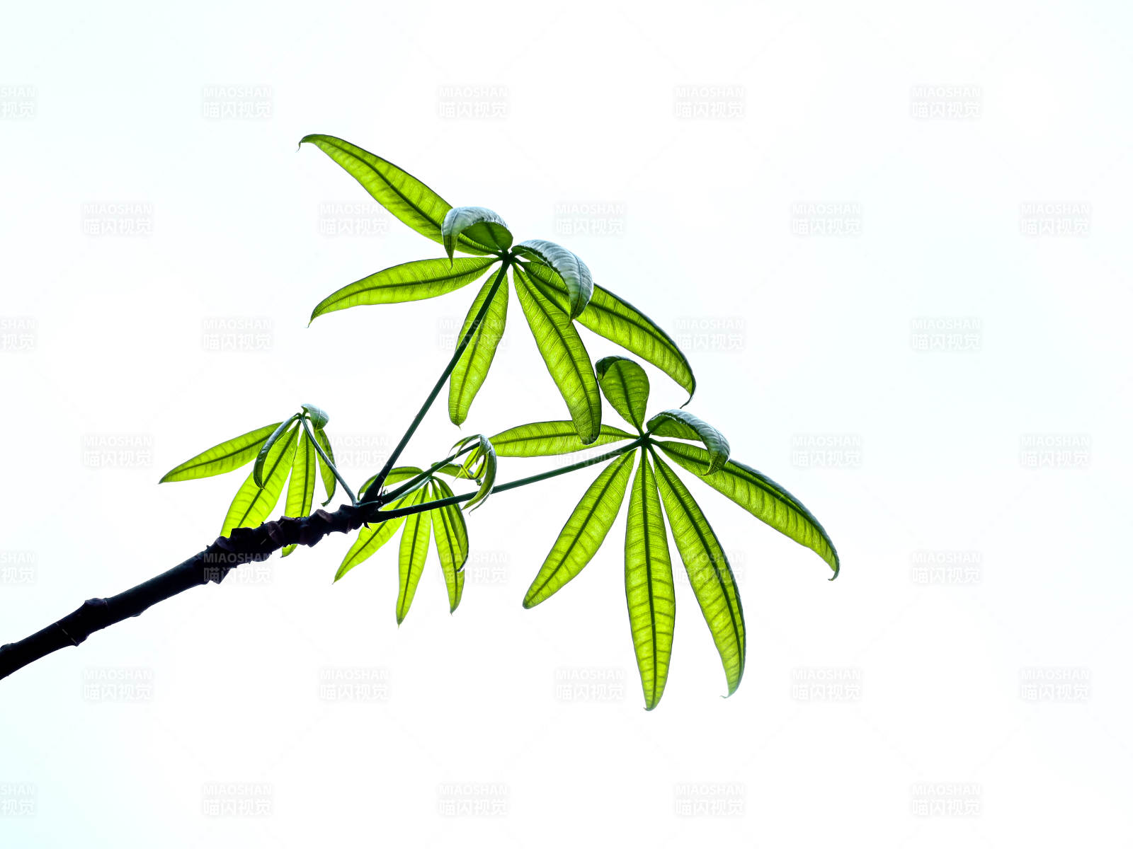 阳光下的绿叶特写图片