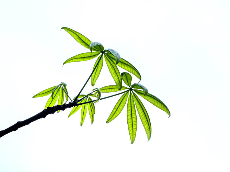 阳光下的绿叶特写图片