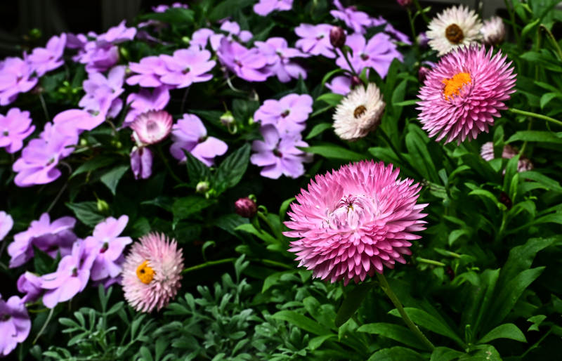 阳光下盛开的雏菊特写图片