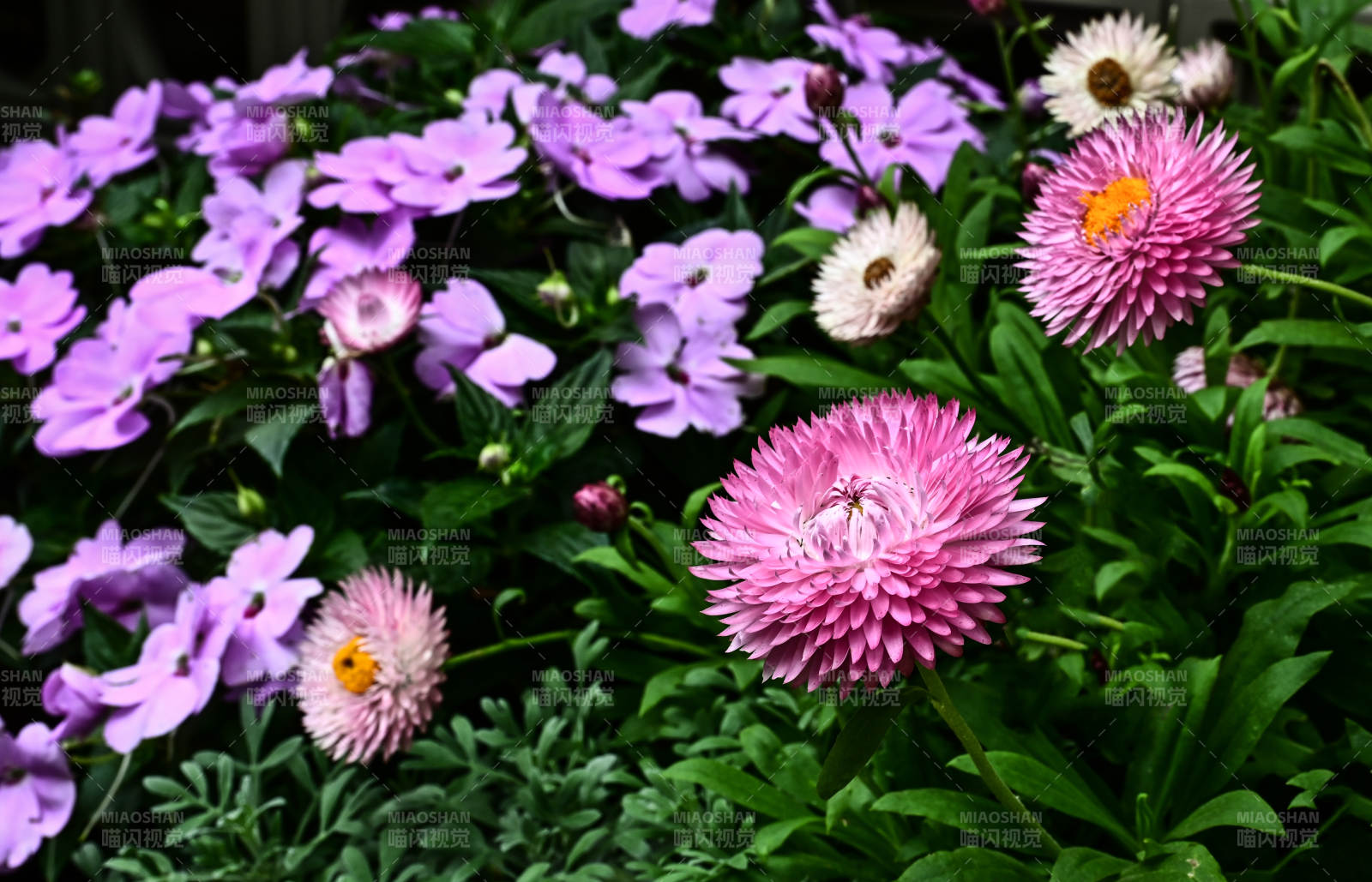 阳光下盛开的雏菊特写图片