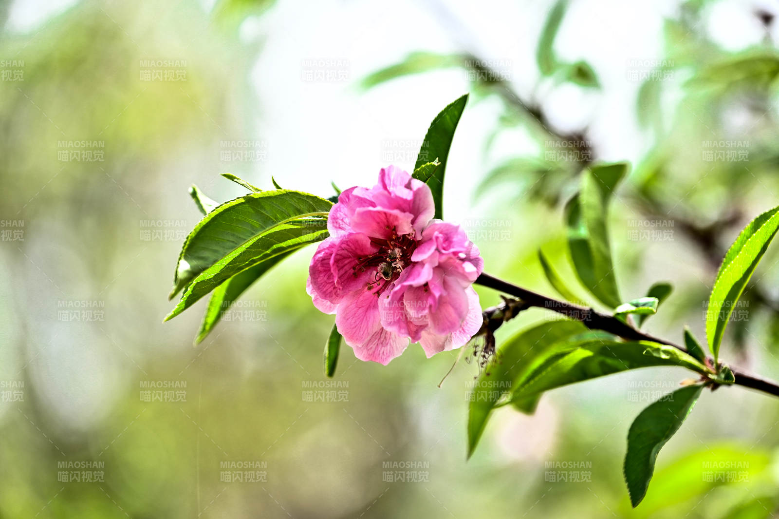 春天枝头绽放的粉色桃花特写图片