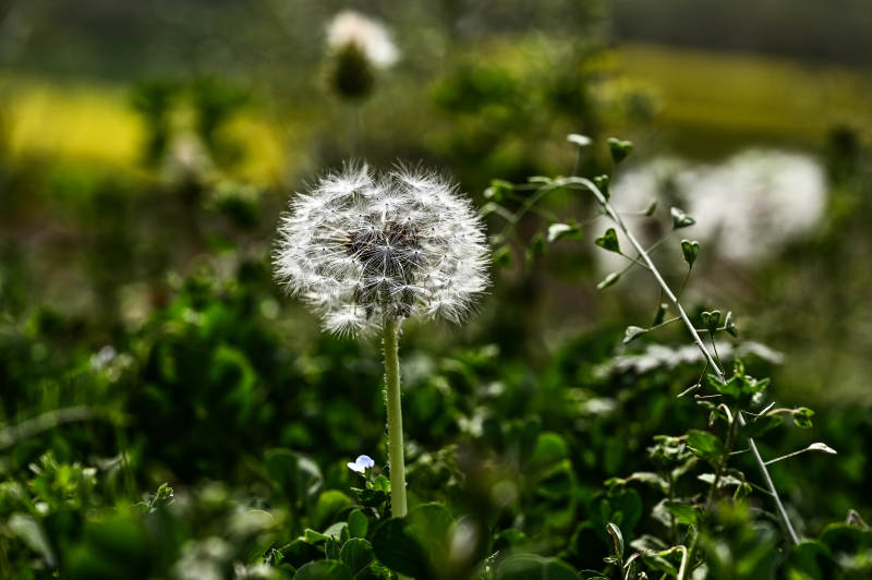 光影下的蒲公英花朵特写图片