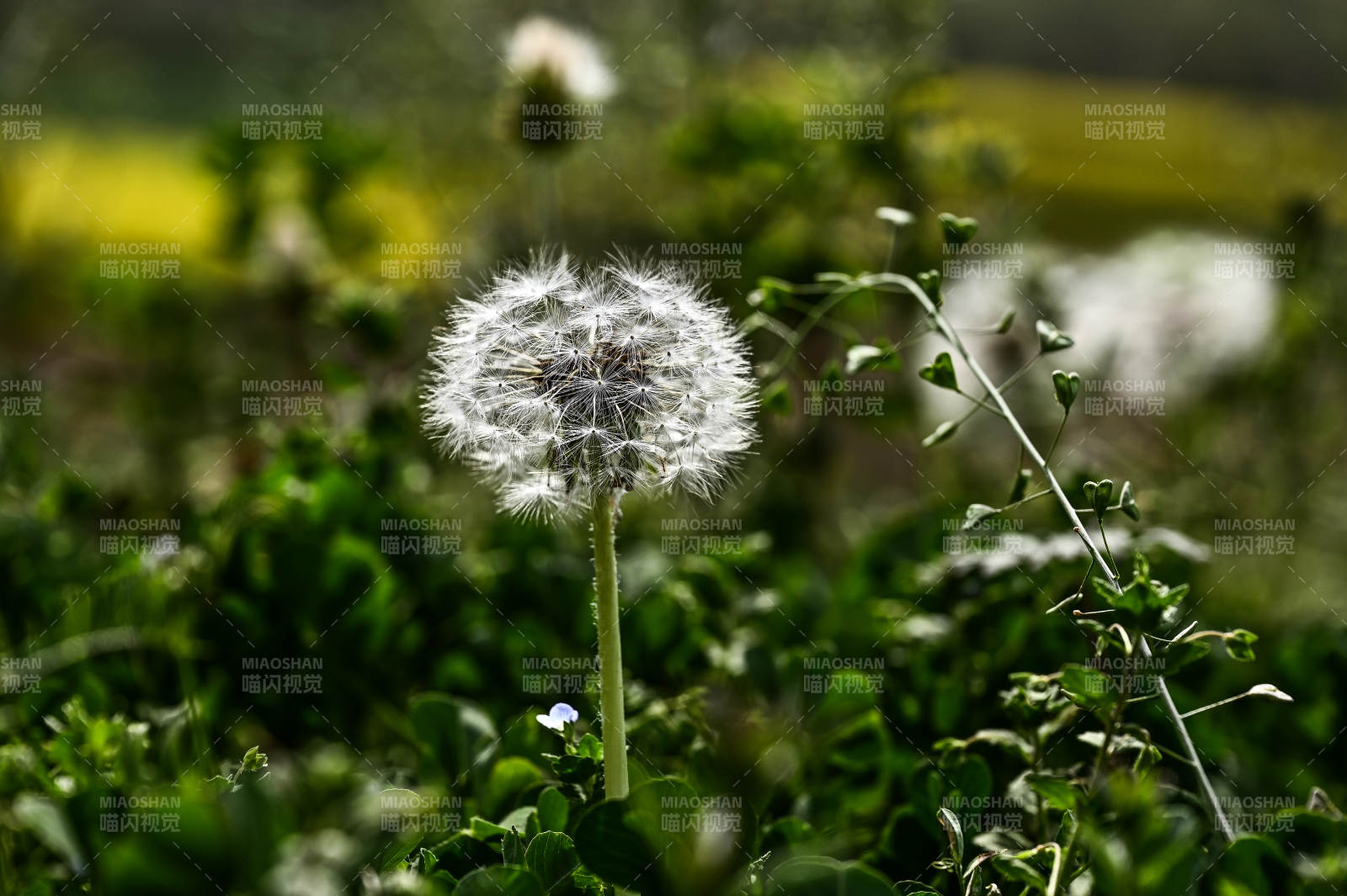 光影下的蒲公英花朵特写图片