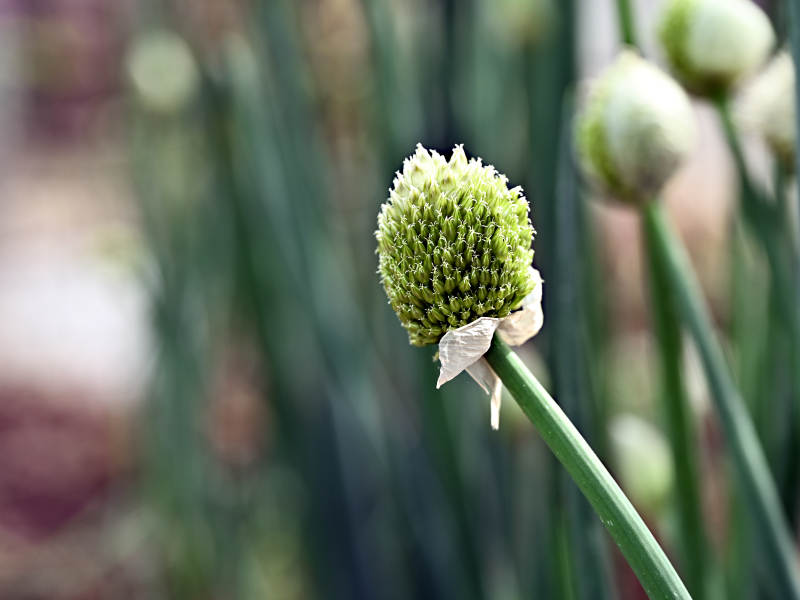 田园中蓬勃生机的大葱特写图片