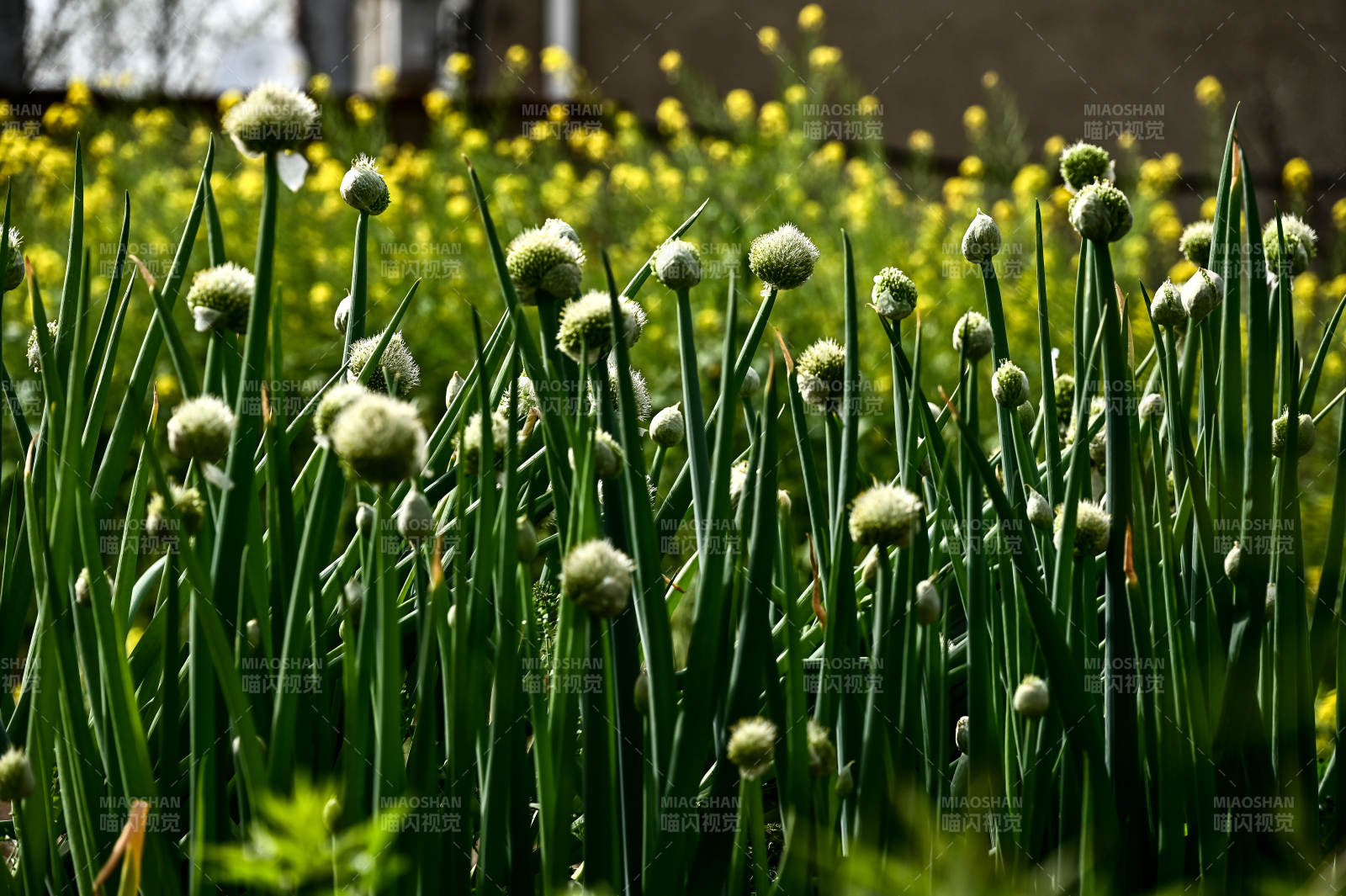 田园中蓬勃生机的大葱图片
