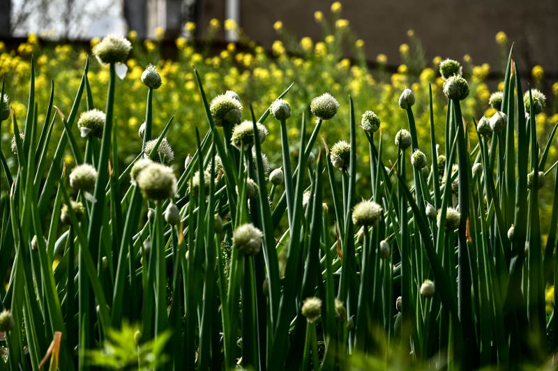 田园中蓬勃生机的大葱图片