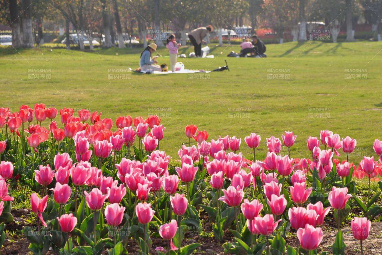 春日花海野餐图片