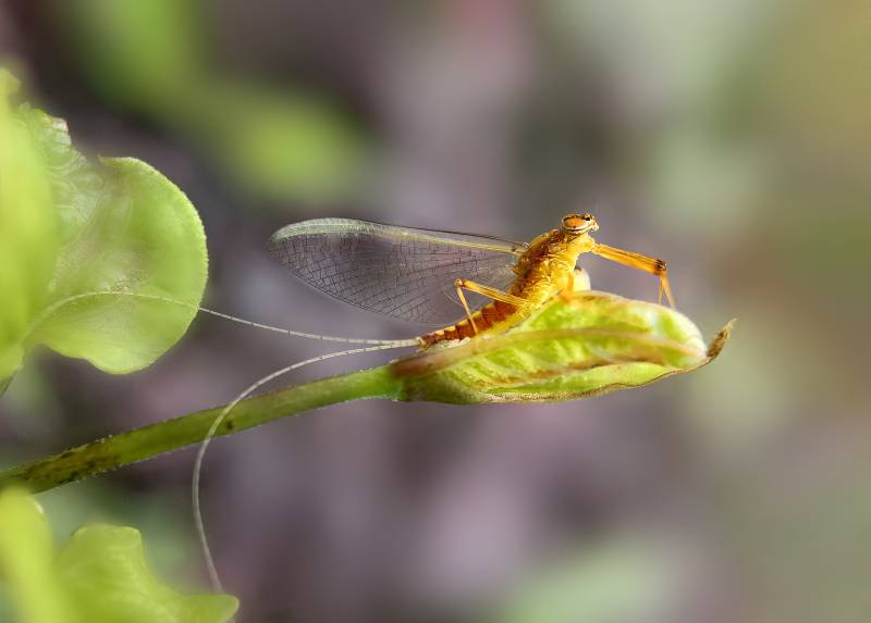 蜉蝣栖叶上图片