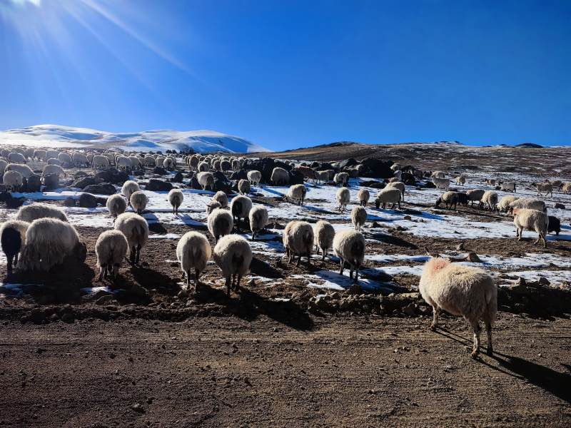 雪原羊群觅食图图片