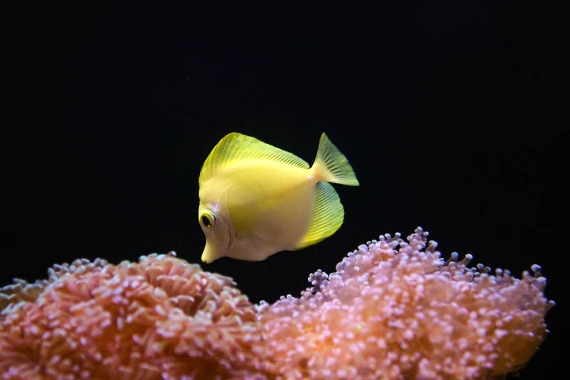 黄鱼游珊瑚图片