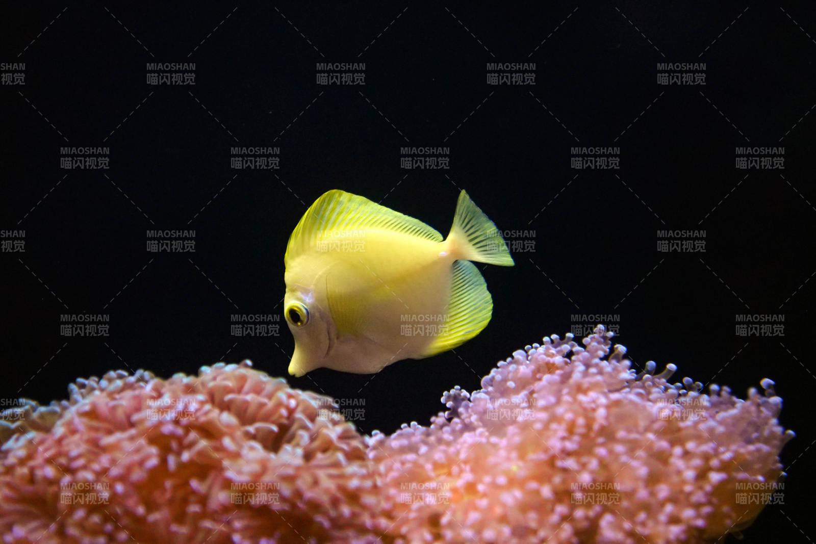 黄鱼游珊瑚图片