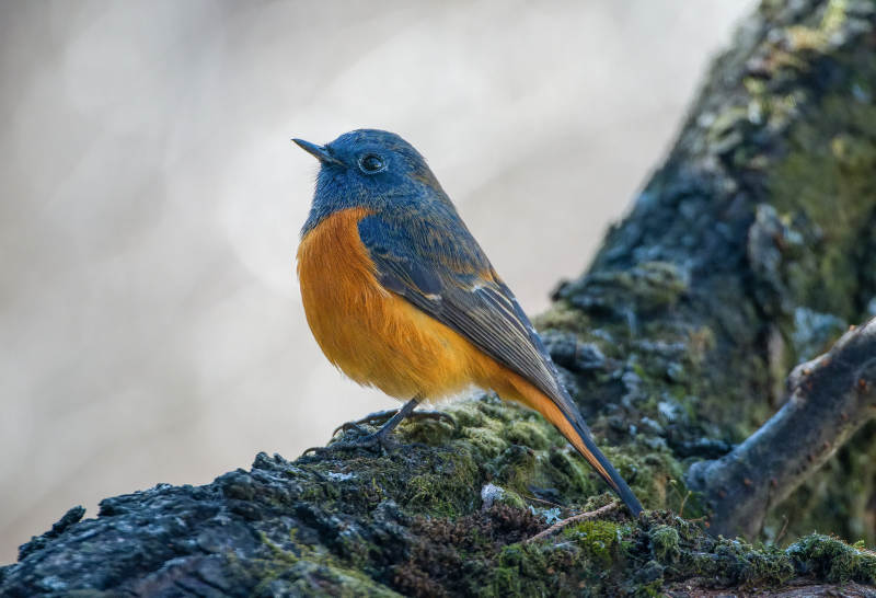 蓝额红尾鸲鸟栖枝图片