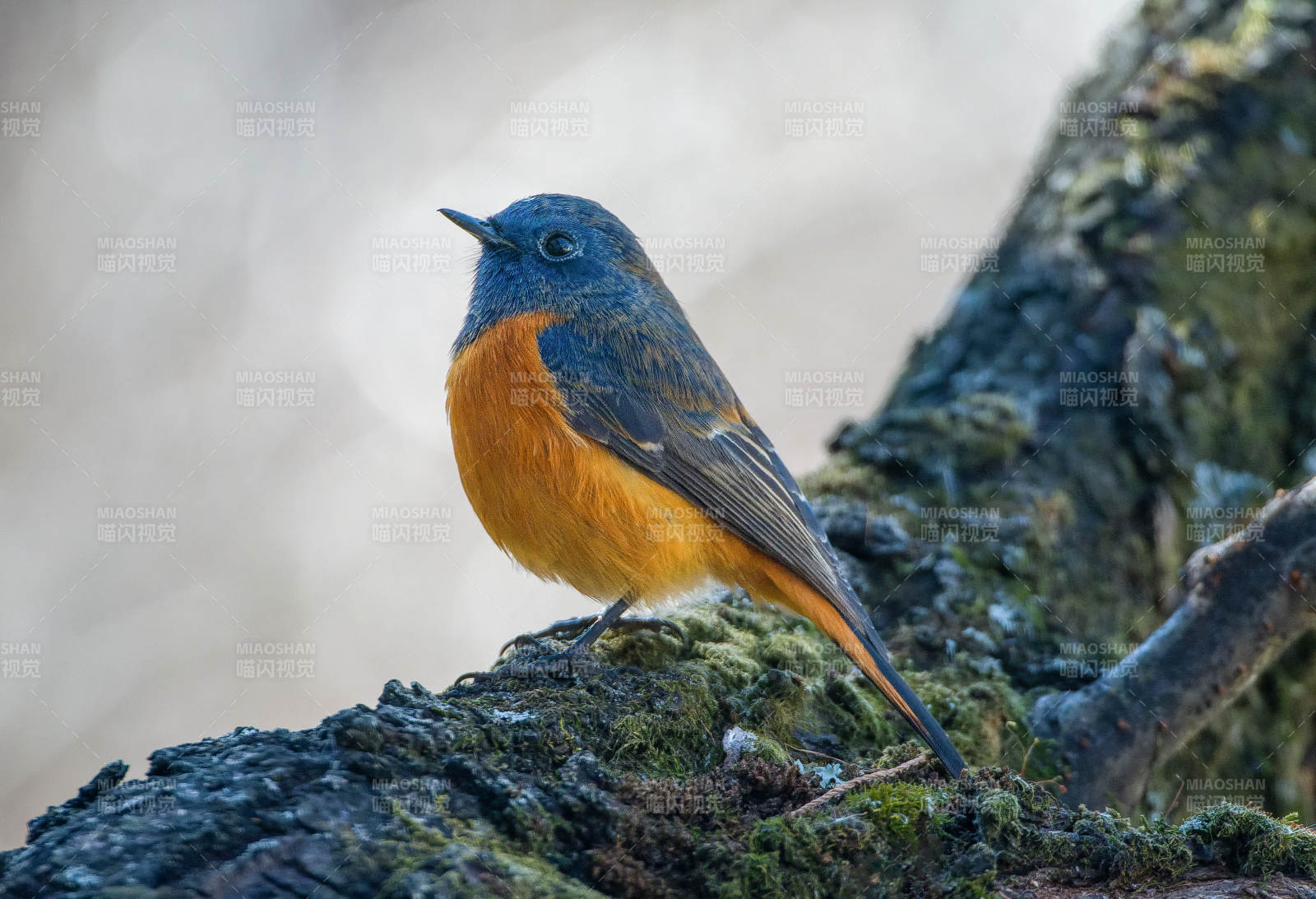 蓝额红尾鸲鸟栖枝图片