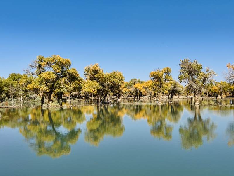 大漠胡杨林图片