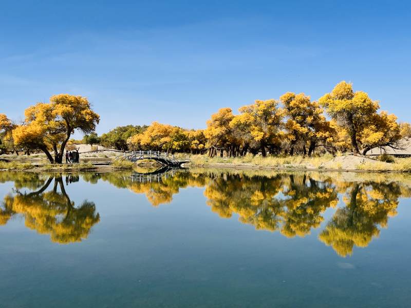 大漠胡杨林图片