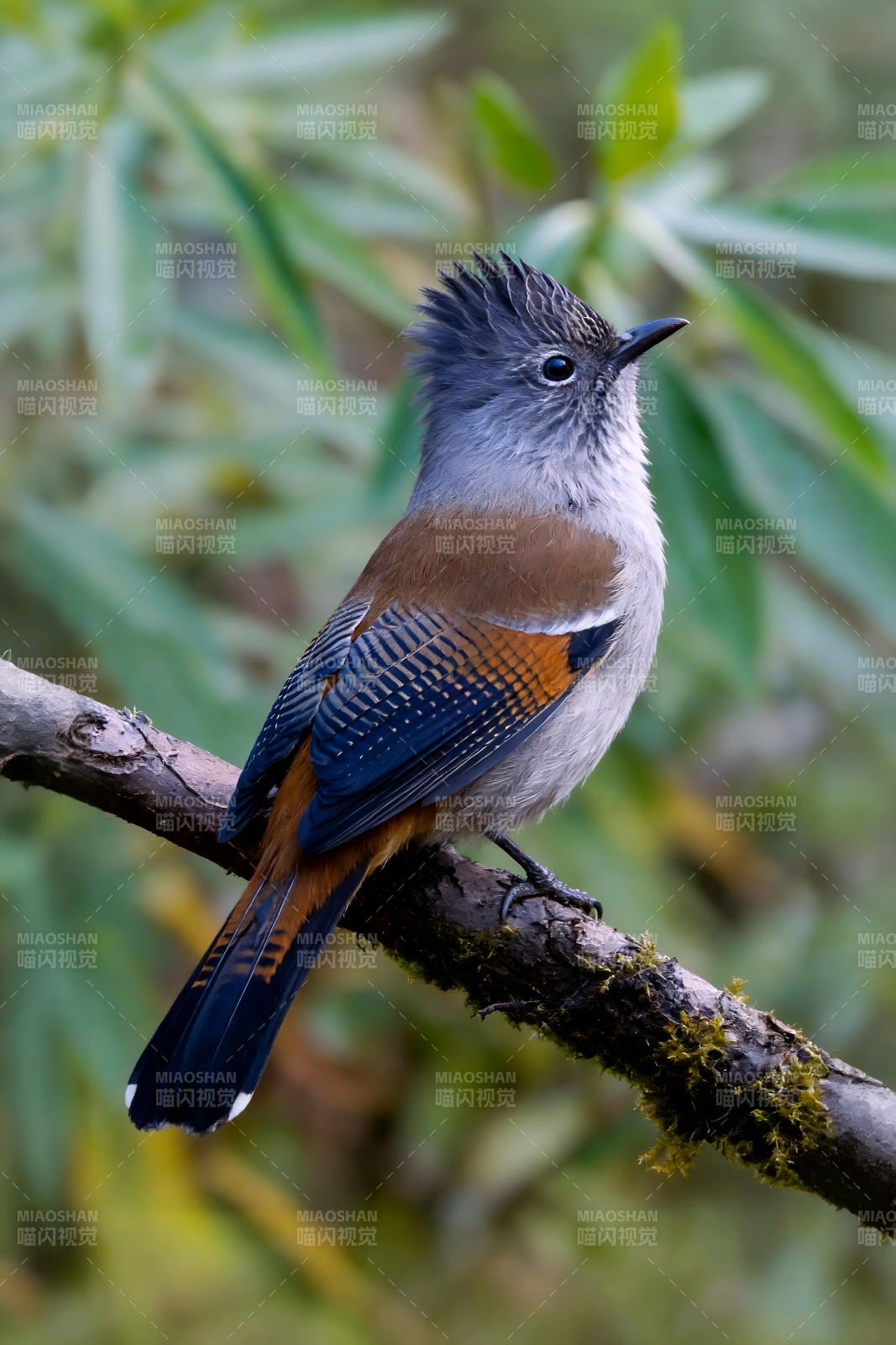 彩羽小鸟栖枝头图片