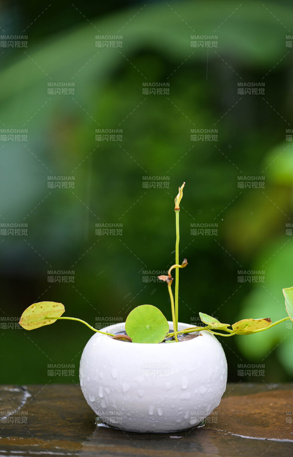 精品碗莲盆栽微景观图片